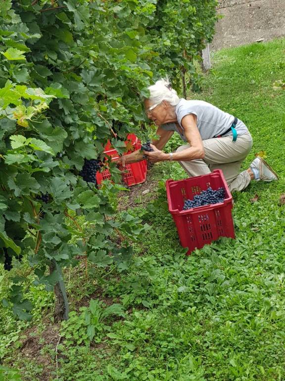 È tempo di vendemmia a Casciago