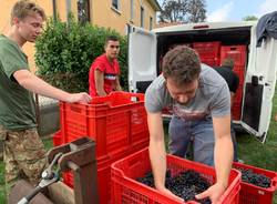 È tempo di vendemmia a Casciago