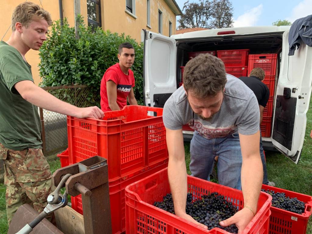 È tempo di vendemmia a Casciago