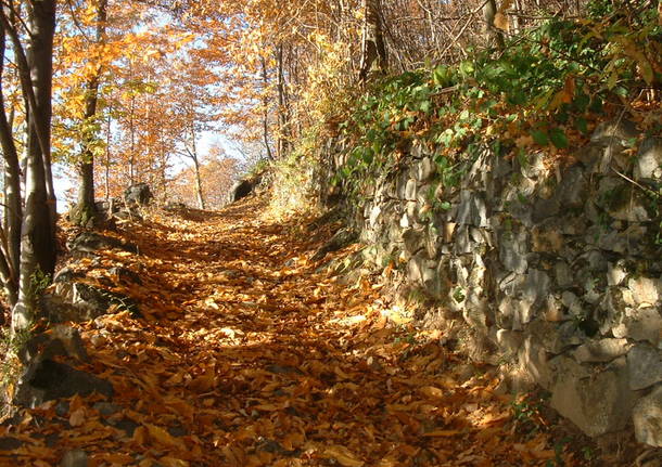 Foliage all'oasi zegna