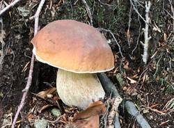 Funghi raccolta settembre 2019