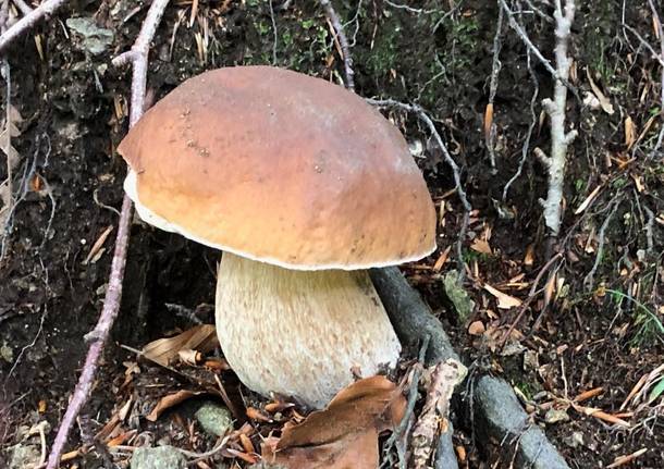 Funghi raccolta settembre 2019