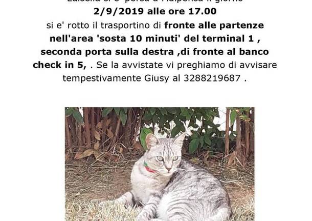 gattina dispersa a Malpensa 