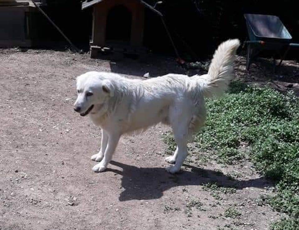 Tayson è scappato