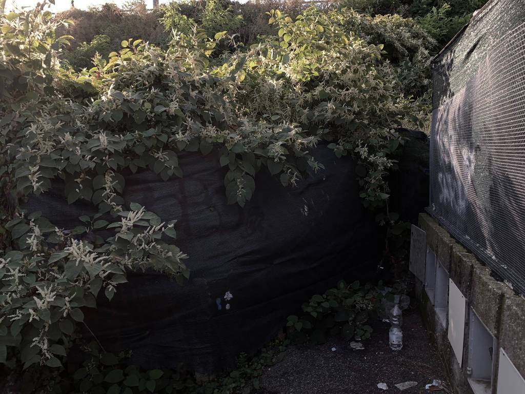 Un bosco in città da evitare 