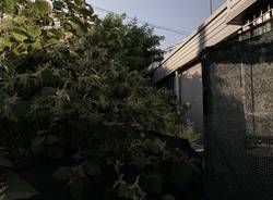 Un bosco in città da evitare 