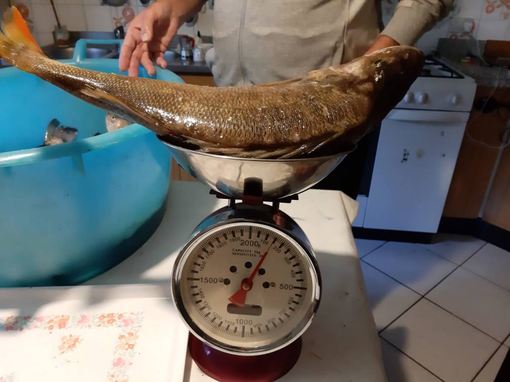 Un persico da record