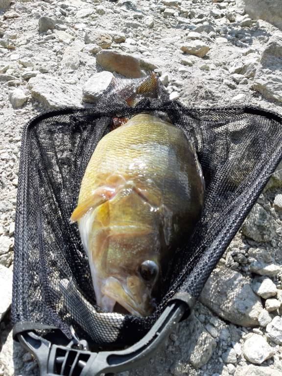 Un persico da record