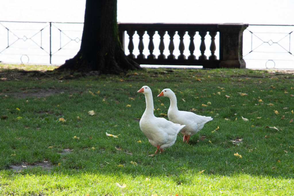 Una compagna per l'oca Guendalina
