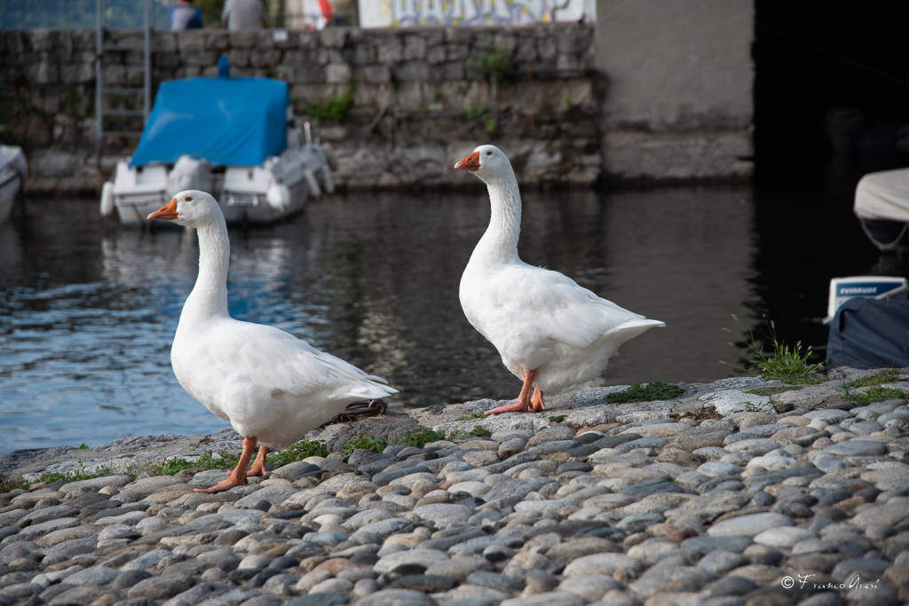 Una compagna per l'oca Guendalina