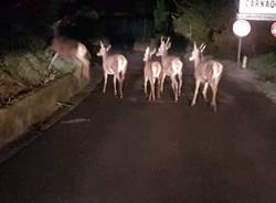 ungulati a carnago - foto di facebook