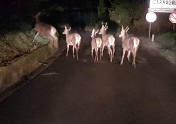 ungulati a carnago - foto di facebook