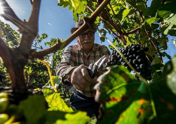 Vendemmia mendrisio