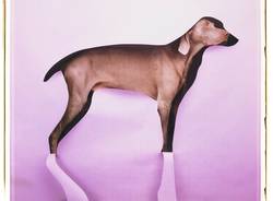 William Wegman al MASI