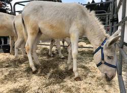 Agrivarese 2019, il taglio del nastro ai Giardini Estensi di Varese