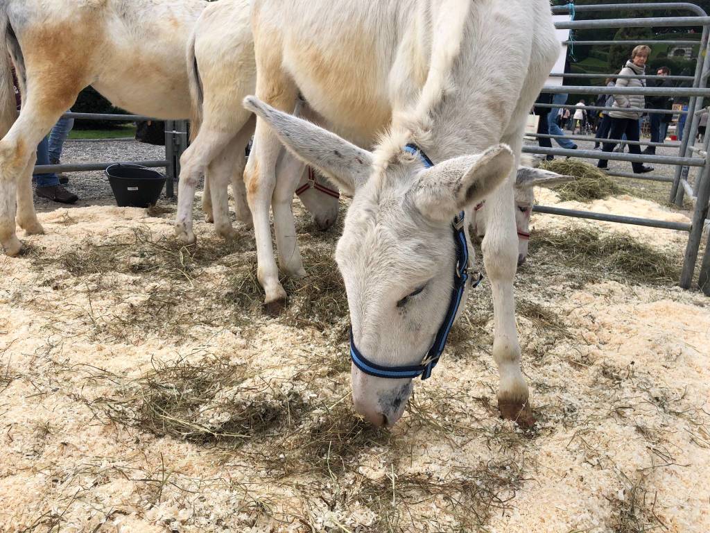 Agrivarese 2019, il taglio del nastro ai Giardini Estensi di Varese