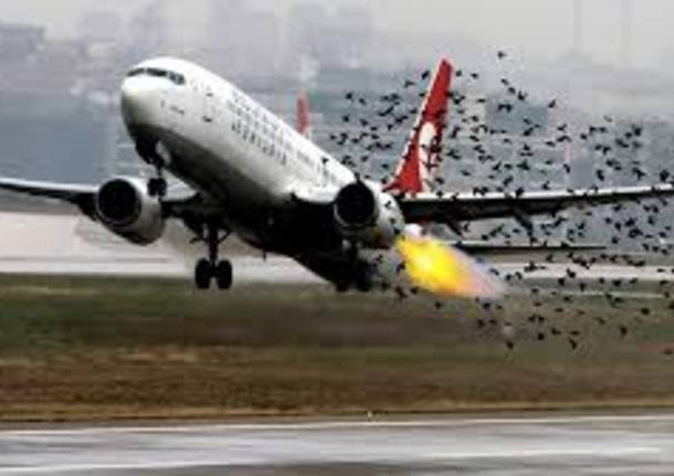 birdstrike Malpensa