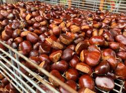 Un mare di castagne