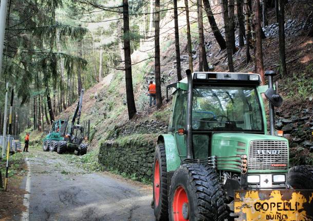 Iniziato il taglio dei pini di Lozzo