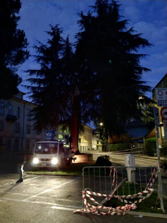 Cedro caduto Saronno