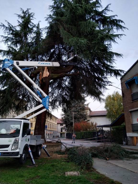 Cedro caduto Saronno