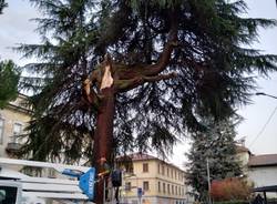 Cedro caduto Saronno