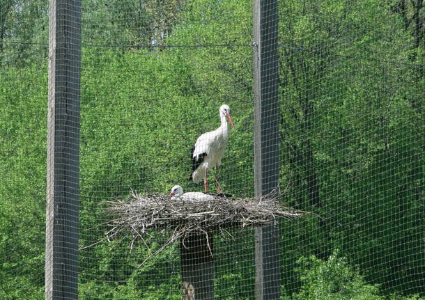 cicogna parco serio