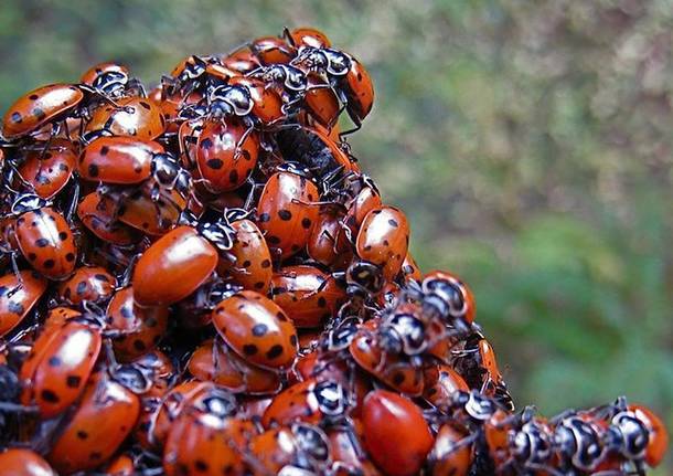 coccinelle