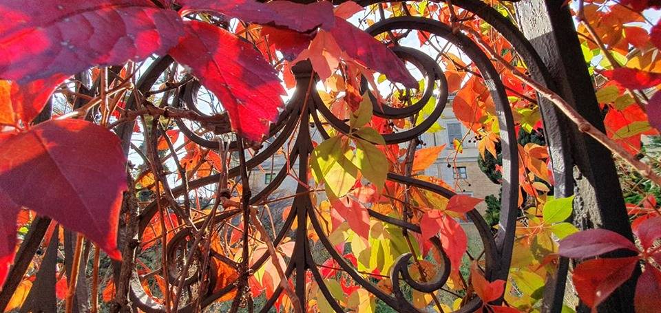 Foliage a Villa Castiglioni - foto di Clara Comolli