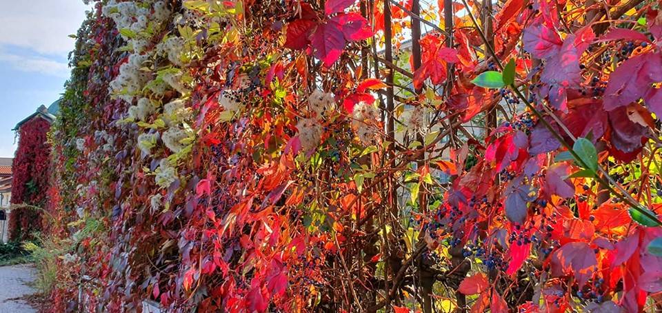 Foliage a Villa Castiglioni - foto di Clara Comolli