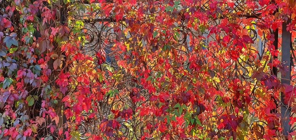 Foliage a Villa Castiglioni - foto di Clara Comolli
