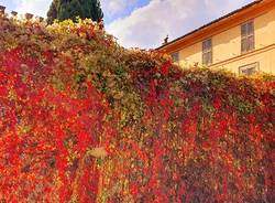 Foliage a Villa Castiglioni - foto di Clara Comolli