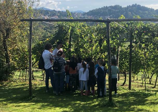 vendemmia vino