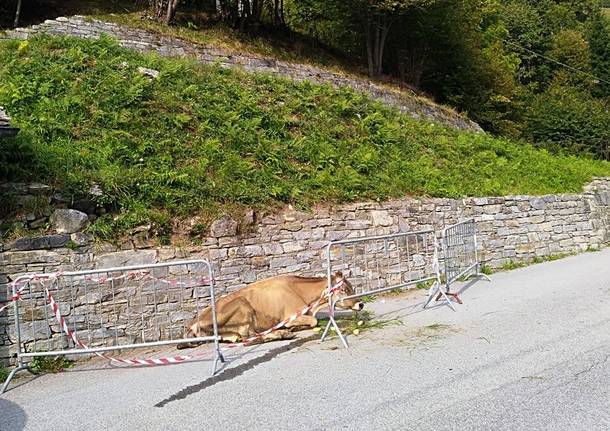 animale abbandonato