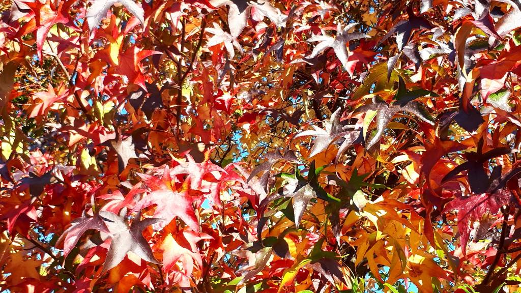 autunno foto Maurizio Sinelli