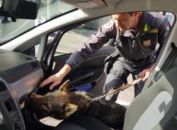 Guardia di Finanza