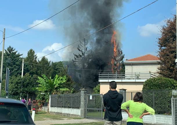 incendio pini busto