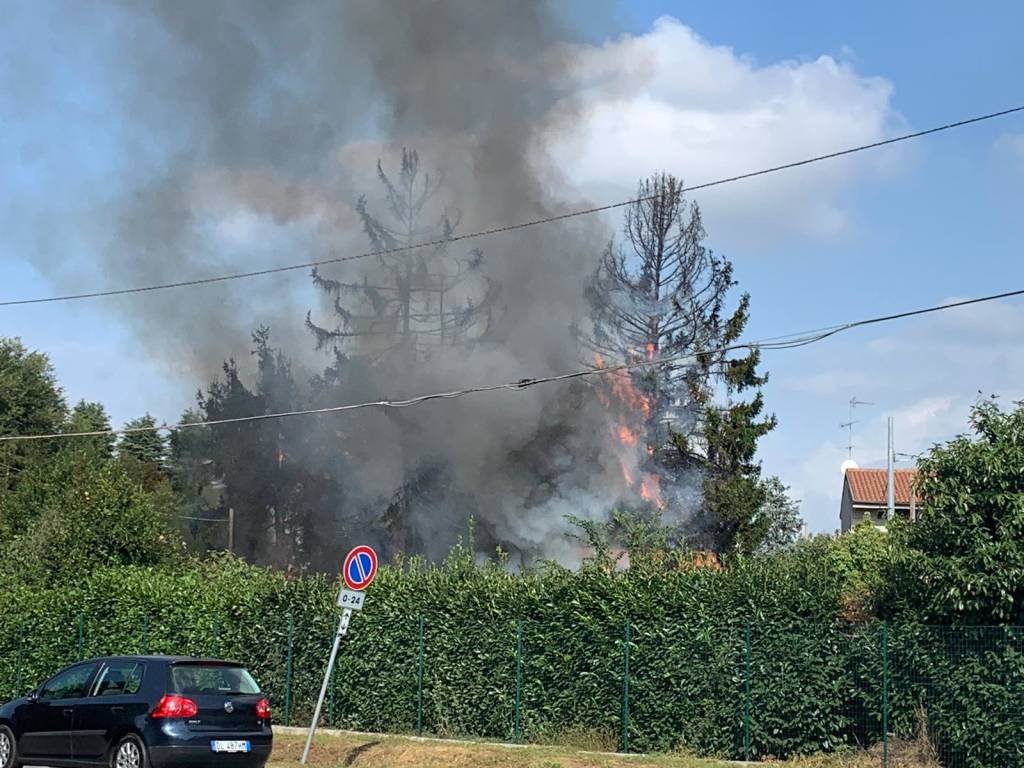 incendio pini busto