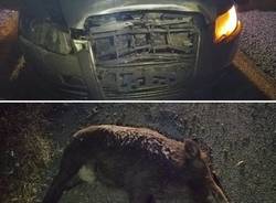 incidente cinghiale