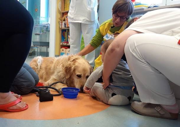 pet therapy