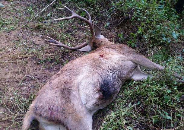 Peveranza, trovato un cervo morto vicino al torrente Tenore