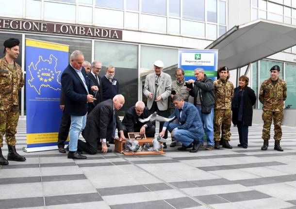 piccioni viaggiatori regione lombardia