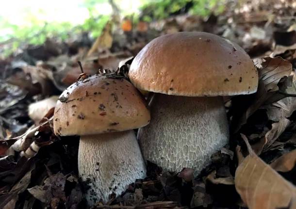 Porcini in Valceresio - foto di Andrea Betti