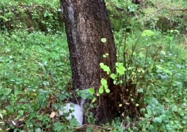 schiuma dagli alberi valle olona