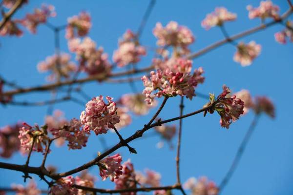 Yougardener Flower Show 2019