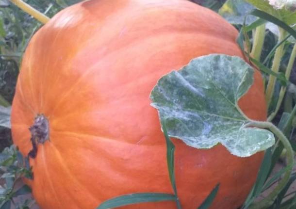 zucca orto la finestra malnate