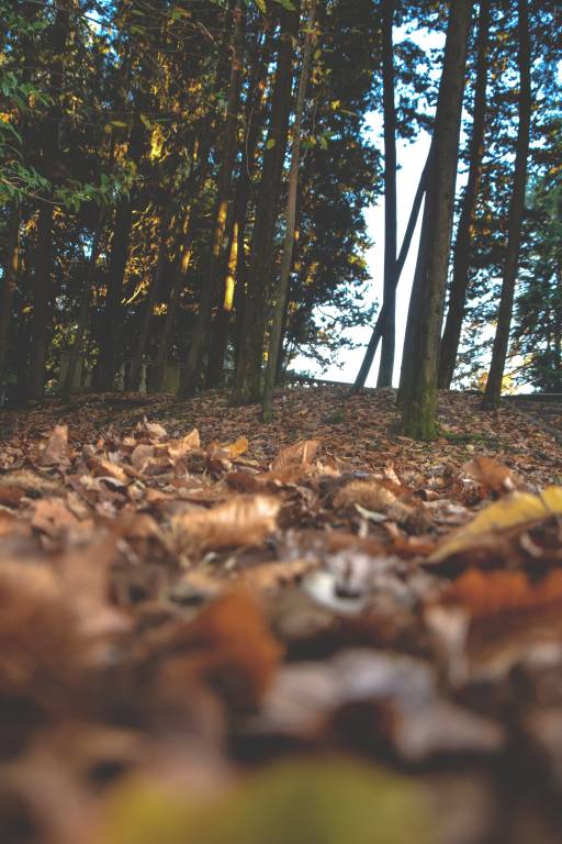 Autunno a Villa Toepliz