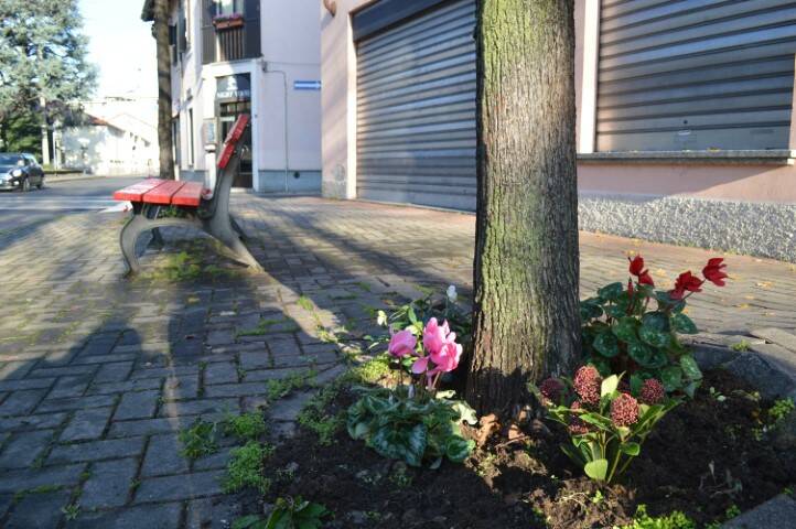 fiori panchina rossa canegrate mario prestianni uomo dei fiori  3 