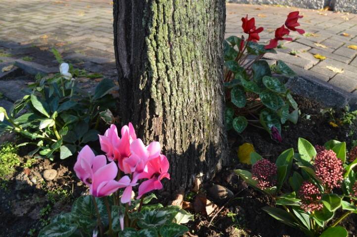 fiori panchina rossa canegrate mario prestianni uomo dei fiori  4 