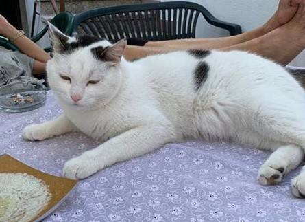 Gatto smarrito a Busto Arsizio